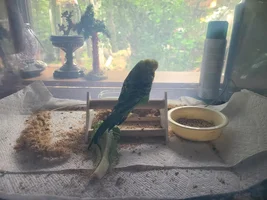 Ollie is not doing well.