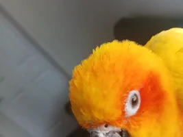 Broken beak