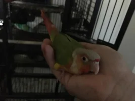 New conure owner saying hi!