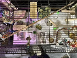 A Setup for a Special Sparrow