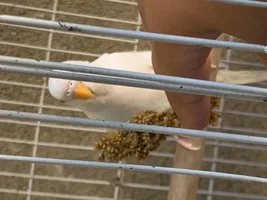 Gender of albino budgie?