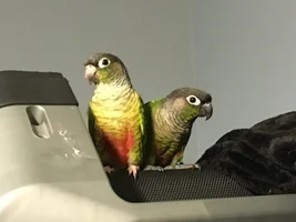 New member...again