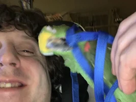Perryâs got an Aviator Harness!