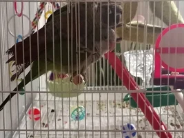 Experience, strength, and hope for Pete