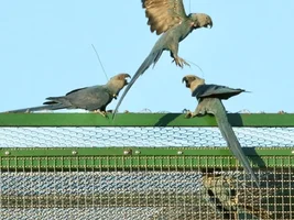 Spix's macaws being set free!