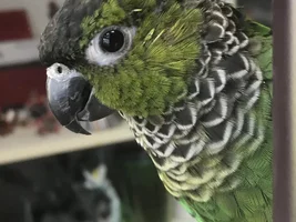 Back capped conure has blue on him?