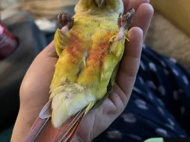 Lemme see ya favorite pics of your birbies 👁️👄👁️