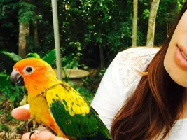 Can my 8 weeks old sun conure take shower?