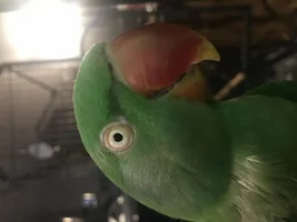 Is her beak ok