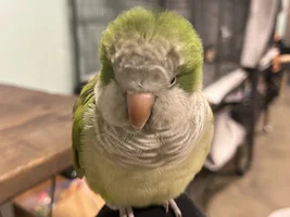 Flock Thread Volume 2