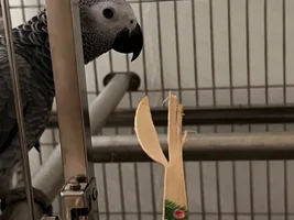 CAG is afraid of toys and humans, what to do to prevent boredom?