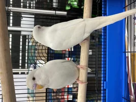 Meet Diana and Fiona!!