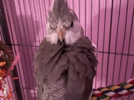 Lemme see ya favorite pics of your birbies 👁️👄👁️