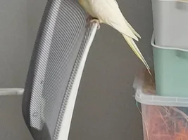 Raising baby birds is a pain! Pippen's story/life thread😊
