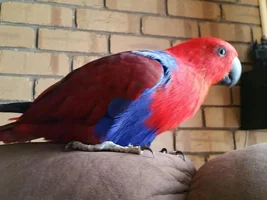 New to this forum with a new 2yo Eckie
