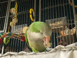 How does your parrot eat