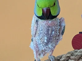 The Continuing Capers of Companion-ing Cotton