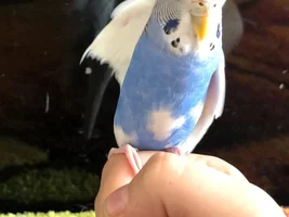 Adventures With the Bubbly Budgies