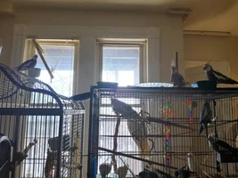 Oh shoot, 3 siblings got out again.