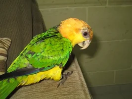 7 month old in heat??