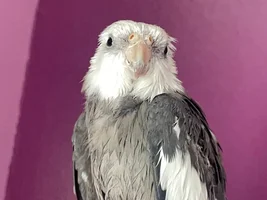 Happy Soggy Chicken Saturday!