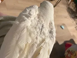 Why do Sugar's feathers look like this?