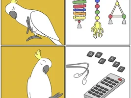 The best Bird meme!!