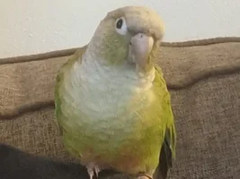 Any help would be great please