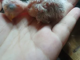 Lovebird chick not chirping