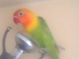 Hi all !