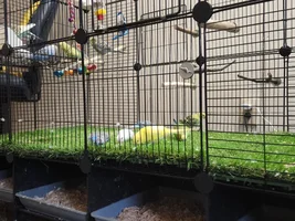 New-ish owner of a flock