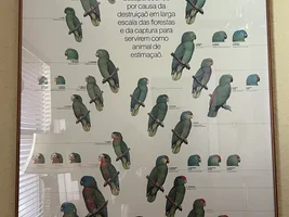 What's your dream bird?