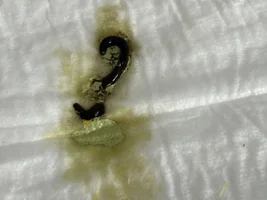 1-year-old Eclectus: recurring black tarry (formed) droppings + green urates