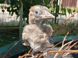 Meet baby Jay:)