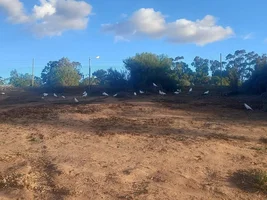 Enjoying a pandemonium of parrots