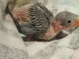 Baby Alexandrine