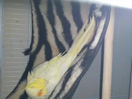 Pumpkin has a new friend! *Second Bird*