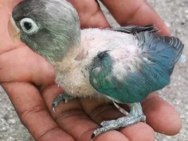 Finally i got a guaranty lovebird pair :) here is the baby