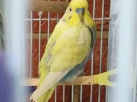 Any thought about his color mutation type?