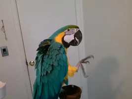 Hello to everybody - A New Member