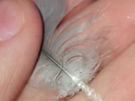 African grey plucked (?) feather