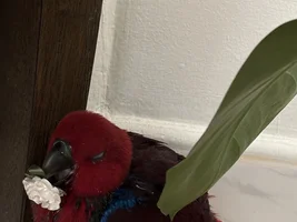 Seeking Advice on Bonding and Caring for My 45 Days Old Female Eclectus Parrot
