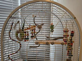 Indian Ringneck taming/time in cage.