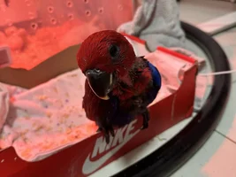 Help! My 8 weeks eclectus regurgitating