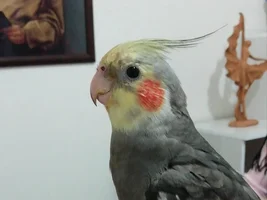 Farewell my little angel