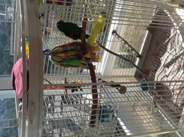 Maui - cage and set up