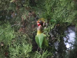 Black Cheeked Lovebird anyone?