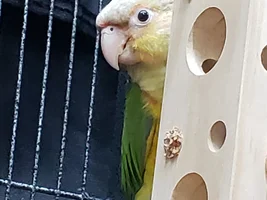 Do you really know your parrot