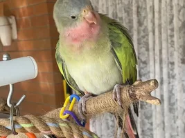 Introducing The New Adventures Of Princess Peach!! 💝