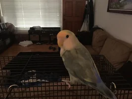 What type of bird is this?